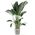 Large Indoor Potted Plant With Wide Green Leaves In Concrete Pot Home Decor
