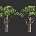 Two Lush Green Trees With Thick Brown Trunks And Foliage Against Dark Background