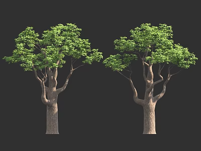 Two Lush Green Trees With Thick Brown Trunks And Foliage Against Dark Background 3d model