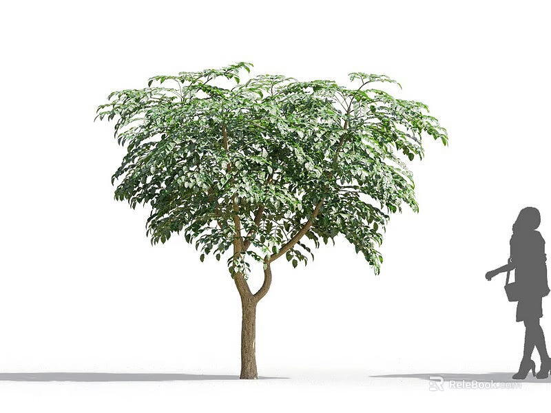 Lush Green Broadleaf Tree With Brown Trunk And Woman Silhouette Nearby 3d model 