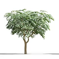 Lush Green Broadleaf Tree With Brown Trunk And Woman Silhouette Nearby