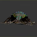 Metallic Blue Green Striped Beetle With Shiny Exoskeleton On Reflective Surface