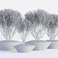Decorative Bonsai Plants In Gray And White Pots With Lush Green Foliage