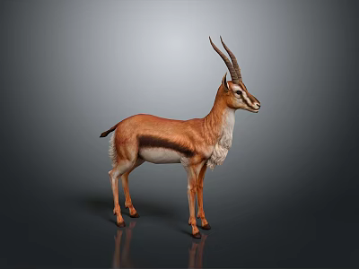 Realistic Gazelle With Long Horns And Brown White Coat Standing On Gray Surface 3d model
