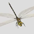 Dragonfly With Transparent Wings Black Yellow Body And Compound Eyes