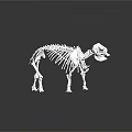 White Animal Skeleton Display On Black Reflective Surface With Detailed Structure