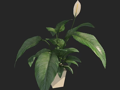 Indoor Potted Plant With Large Green Leaves And White Flower In White Pot 3d model