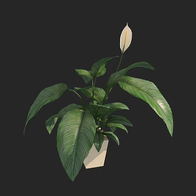 Indoor Potted Plant With Large Green Leaves And White Flower In White Pot 3d model