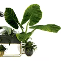 Potted Plants with Large Green Leaves in Various Pots and Metal Stand