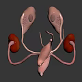 Anatomical 3D Model of Human Organs with Kidneys Reproductive Ducts and Tubes Structure