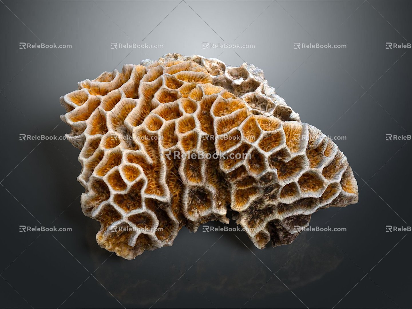 Modern Coral Red Coral White Coral Blue Coral 3d model