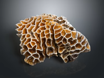 Vibrant Aquatic Animals Thriving In Natural Orange White Honeycomb Coral Structure 3d model