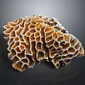Vibrant Aquatic Animals Thriving In Natural Orange White Honeycomb Coral Structure