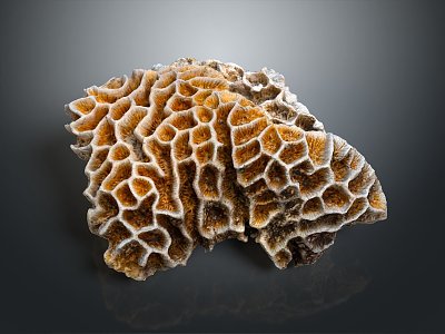 Modern Coral Red Coral White Coral Blue Coral 3d model