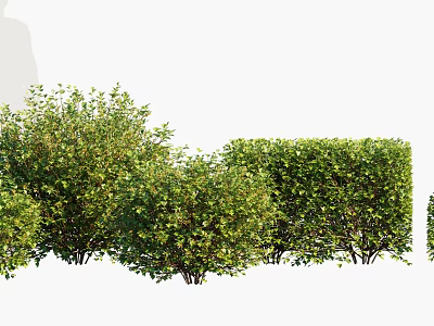 Various Green Shrubs with Lush Foliage for Garden Landscaping Design 3d model