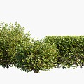 Plant Shrub Shrub Ball 3d model