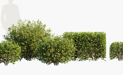 Plant Shrub Ball 3d model