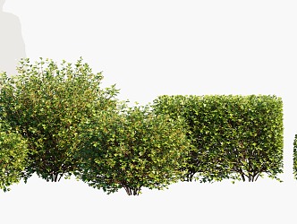 Plant Shrub Ball 3d model