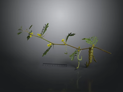 Detailed Plant Branch With Green Leaves Yellow Flowers And Small Pods 3d model