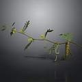 Detailed Plant Branch With Green Leaves Yellow Flowers And Small Pods