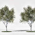 Modern Landscape Trees Big Trees Street Trees 3d model