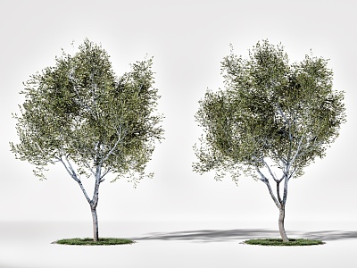 Modern Landscape Trees Big Trees Street Trees 3d model