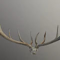 Detailed Deer Skull With Large Antlers Mounted As Trophy On Gray Background