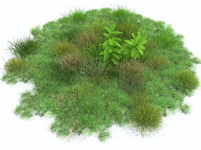 Lush Green Grasses And Various Leafy Plants In Natural Garden Setting 3d model