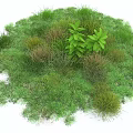 Lush Green Grasses And Various Leafy Plants In Natural Garden Setting