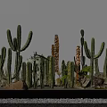 Various Types of Cactus Bonsai Potted Plants with Stones and Gravel Arrangement