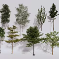 Various Arbor Tree Species Featuring Diverse Leaf Shapes And Trunk Structures 3d model