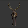 Reindeer with Large Antlers and Brown White Coat on Dark Background