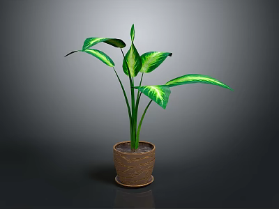 Green Potted Plant With Large Variegated Green And White Leaves In Brown Terracotta Pot 3d model