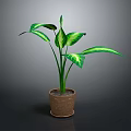 Green Potted Plant With Large Variegated Green And White Leaves In Brown Terracotta Pot