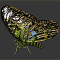 Colorful Green And Blue Butterfly With Yellow Patterned Spread Wings Against Gray Background