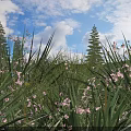 Lush Green Bushes Surrounded by Pink Flowers and Tall Pine Trees Under Blue Sky