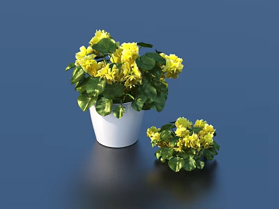 Bonsai Potted Plants with Yellow Flowers and Green Leaves in White Pots Large and Small 3d model