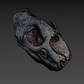 Detailed Animal Skull With White And Orange Texture Visible Teeth And Eye Sockets