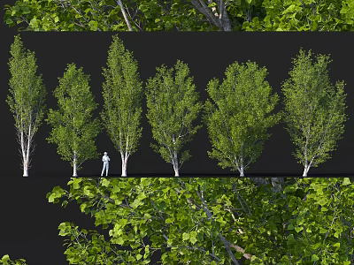 Various Green Leafy Trees With Detailed Foliage Different Forms And Person For Scale 3d model