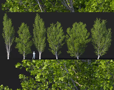 Various Green Leafy Trees With Detailed Foliage Different Forms And Person For Scale 3d model