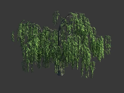Weeping Willow Tree With Hanging Branches And Dense Green Foliage 3d model