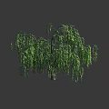 Weeping Willow Tree With Hanging Branches And Dense Green Foliage 3d model