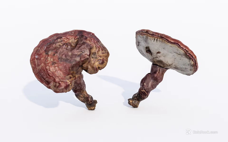 Pair of Natural Lingzhi Mushrooms with Red Brown Cap and White Underside 3d model 