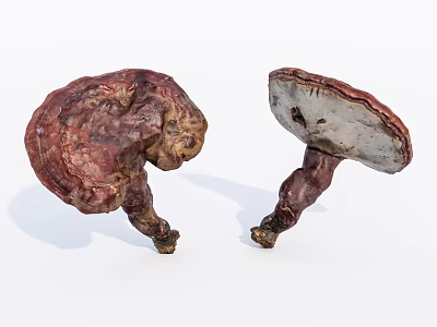 Pair of Natural Lingzhi Mushrooms with Red Brown Cap and White Underside 3d model