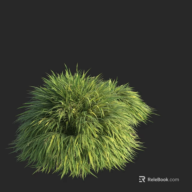 Lush Green Grass Plant With Dense Foliage On Black Background 3d model 