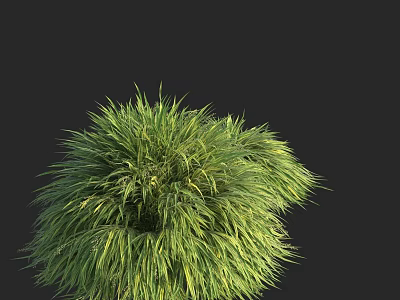 Lush Green Grass Plant With Dense Foliage On Black Background 3d model