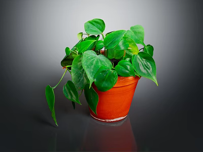 Lush Green Indoor Plant with Heart Shaped Leaves in Orange Terracotta Pot 3d model