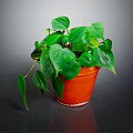 Lush Green Indoor Plant with Heart Shaped Leaves in Orange Terracotta Pot