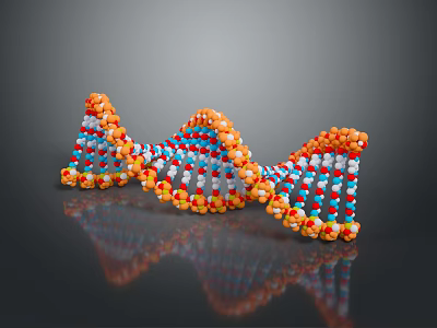 DNA Double Helix Structure Linking Organ And Hair Molecular Components 3d model