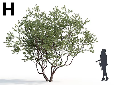 Leafy Arbor Tree With Green Foliage And Curved Branches Near Woman Silhouette 3d model